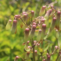 Kalanchoe pinnata (Lam.) Pers.